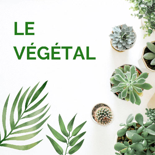 Utilisez le végétal comme support de communication responsable et apportez une touche de nature dans votre espace de vie ou au bureau !
